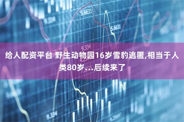 给人配资平台 野生动物园16岁雪豹逃匿,相当于人类80岁…后续来了