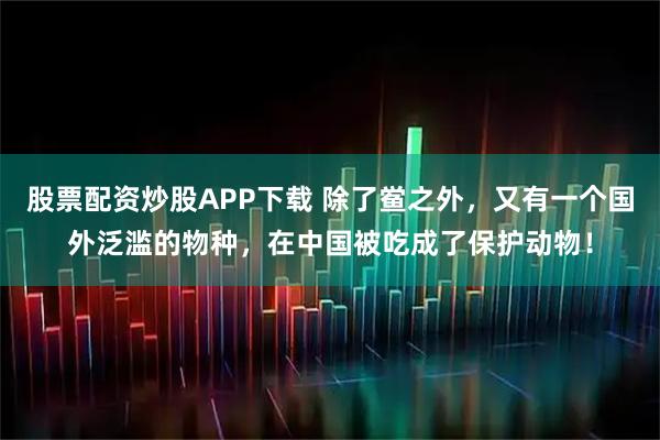 股票配资炒股APP下载 除了鲎之外，又有一个国外泛滥的物种，在中国被吃成了保护动物！